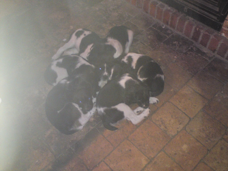 Naissance des chiots de Caline et Dump